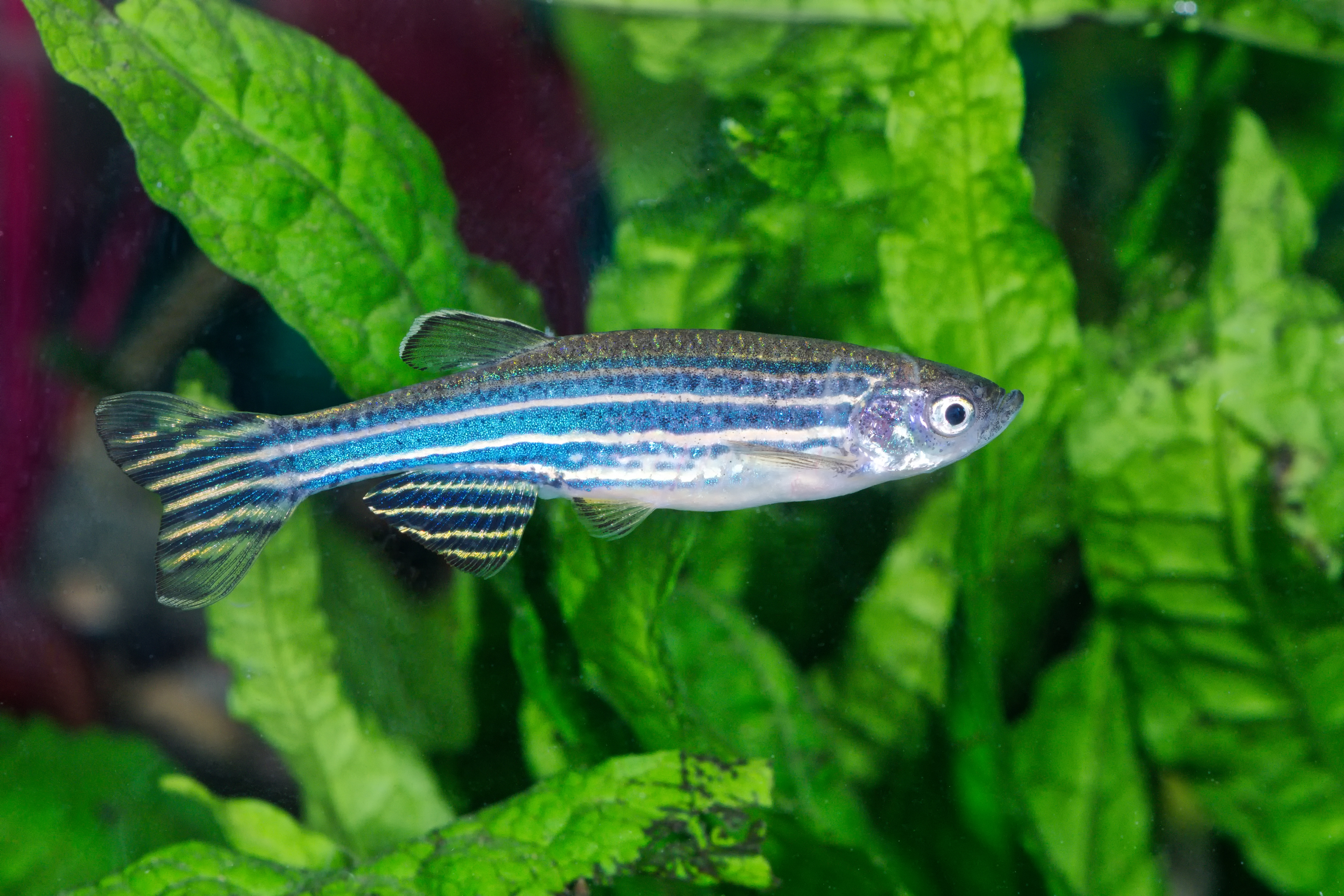 Picture of a zebrafish