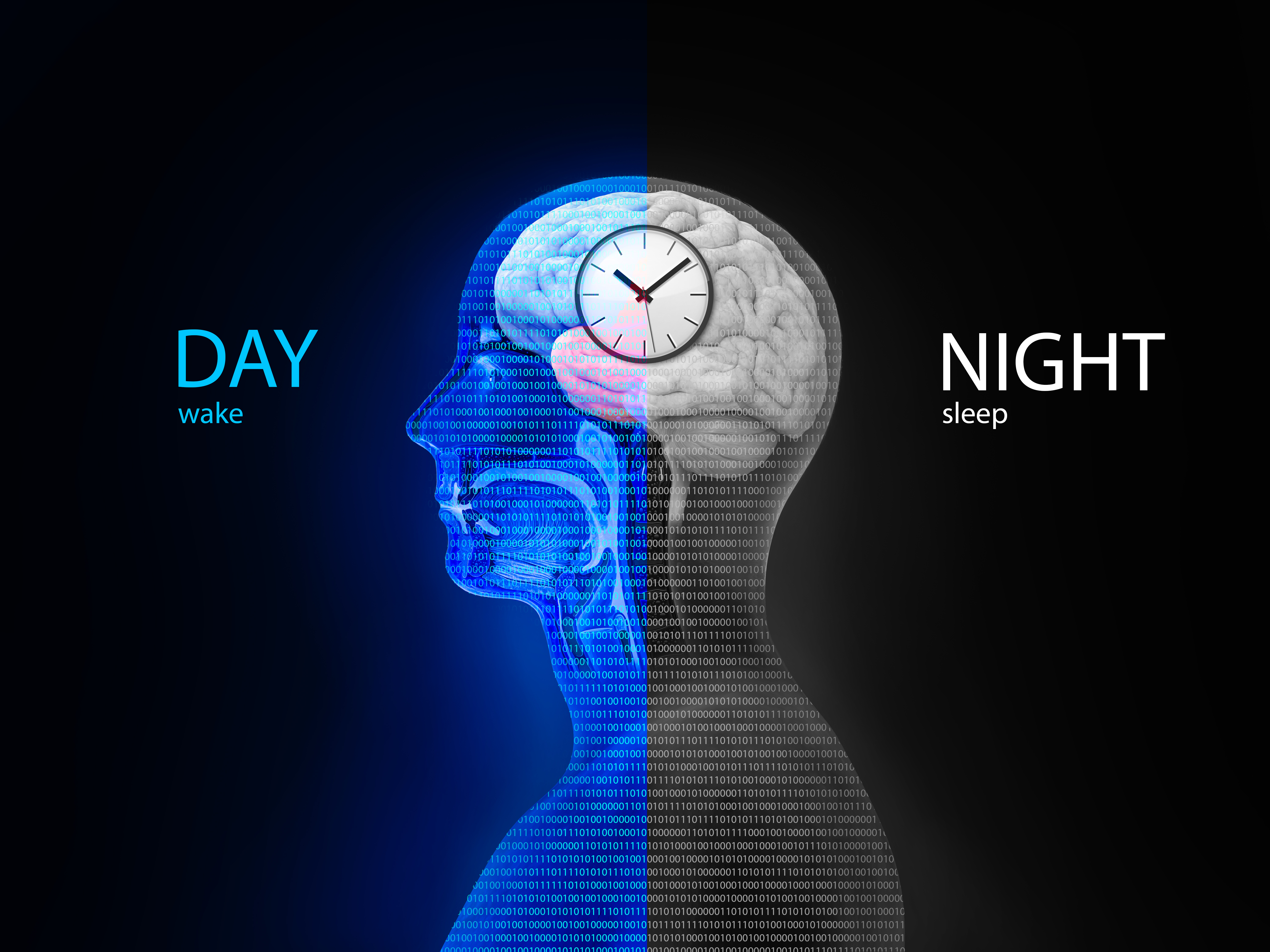 Circadian rhythms - split with day and night with a clock over a human brain