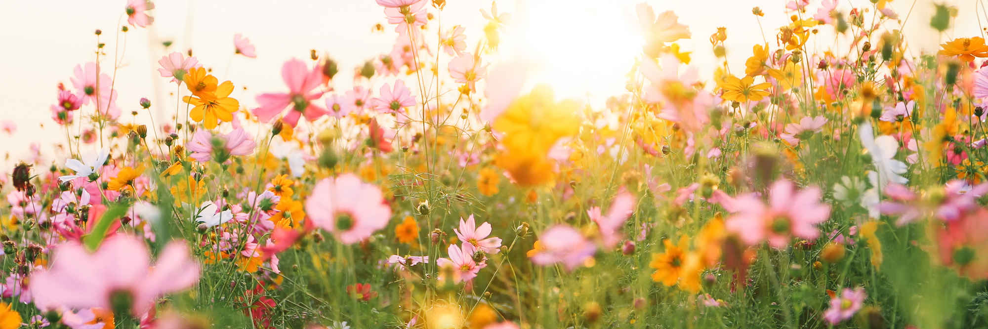 Befriending service in memory of Marilyn Lee primary image