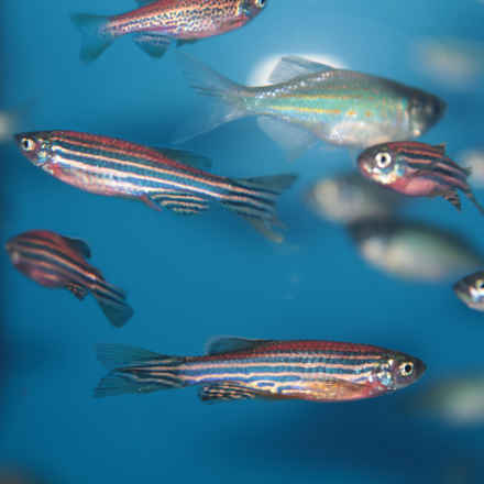 Zebra fish 