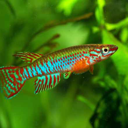 African turquoise killifish